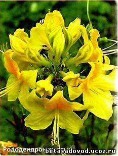 Рододендроны-яркоцветущие растения