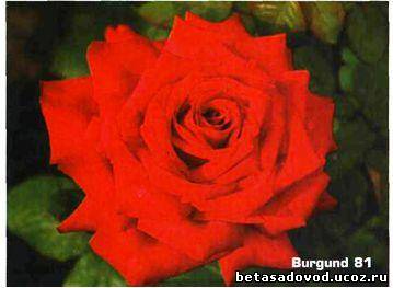 Роза Burgund 81