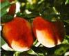 Как спасать урожай персиков