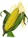 Растение кукуруза