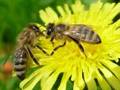 Любопытные факты о пчелах