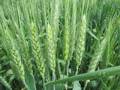 Бахчевый пар – эффективный предшественник озимой пшеницы