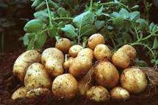 Картофель выращивание и уход