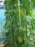 Вигна (Vigna unguiculata) - растение спаржевых