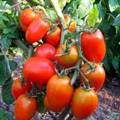 Хозяйственная ценность и биологические особенности помидоров