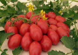 Биологические и морфологические особенности томата