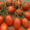 О самых интересных, сортах томатов