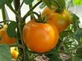 Сорта и гибриды помидоров