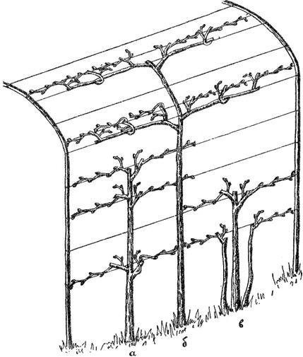 Формирование винограда в 2 рукава схема
