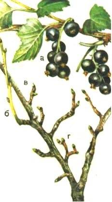 Характер плодоношения черной смородины