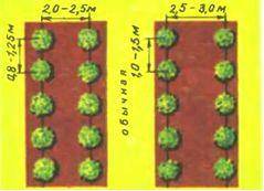 Схемы посадки растений смородины
