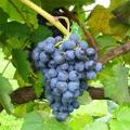Выращивание винограда 