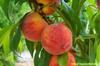 Выращивание персика и граната из семян