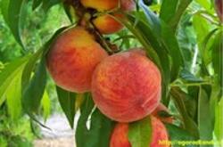 Выращивание персика и граната из семян