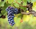 Защита винограда в северных регионах Украины