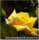 Роза Berolina