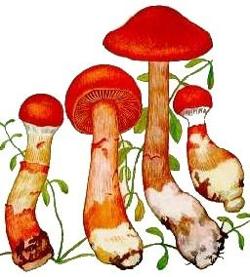 Паутинник браслетчатый