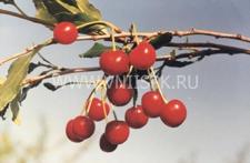 Растунья