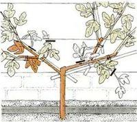 Формирующая обрезка инжира