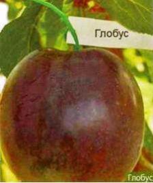 Глобус