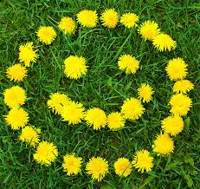 Целебная сила одуванчика