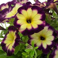 Crazytunia moonstruck