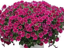 Cascadias rim magenta