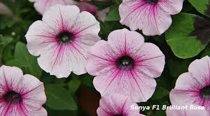 Sonya F1 Brilliant Rose