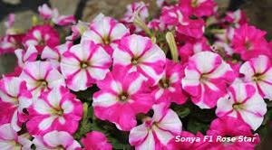 Sonya F1 Rose Star
