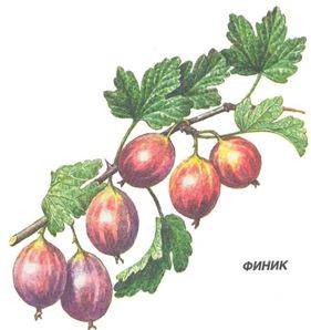 Финик