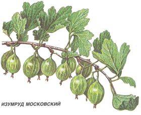 Изумруд Московский