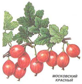 Московский красный