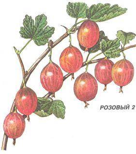 Розовый 2