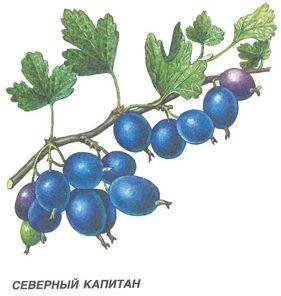 Северный капитан
