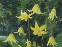 Erythronium 'Pagoda'
